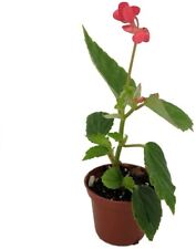 Begonia dietrichiana heirloom for sale  Wadsworth