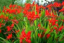 Crocosmia lucifer hardy for sale  PERTH