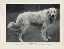 GREAT PYRENEES PYRENEAN MOUNTAIN DOG NAMED DOG OLD 1934 PRINT for sale  COLEFORD