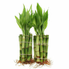 Lucky bamboo stalks for sale  Chino Hills