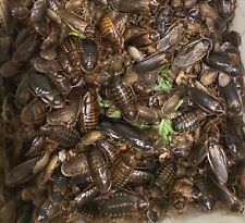Dubia roach starter for sale  San Augustine