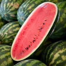 Congo watermelon seeds for sale  Salem