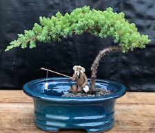 Dwarf juniper bonsai for sale  Patchogue