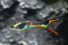 25 Pure Black Bar Endlers FRY NOT Guppies - Livebearers - Live Tropical Fish for sale  BEDFORD