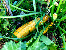 Graines courgettes zucchini d'occasion  La Ferté-Gaucher