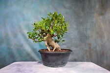 Tiger bark ficus for sale  North Fort Myers