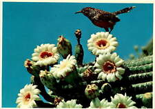 Arizona Cactus Wren, Saguaro blossoms, Peter Studios, Phoenix, Postcard, used for sale  Shipping to South Africa