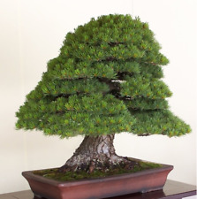 Pino Rojo Japones - Pinus densiflora - ideal para bonsai semillas  segunda mano  Embacar hacia Argentina