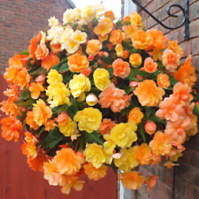 Begonia apricot shades for sale  PETERBOROUGH