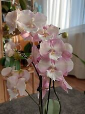 Rchidee phalaenopsis gebraucht kaufen  Lauterborn