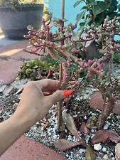 Portulacaria afra variegated for sale  Midway City
