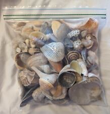bags sea shells for sale  Smithfield