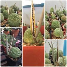 Pseudolithos migiurtinus,30 Seeds ,Fresh seeds Succulent , Cactus for sale  Shipping to South Africa
