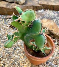 succulents houseplant for sale  Bossier City