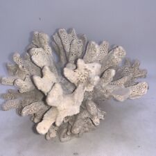 Ocean reef coral for sale  Scottsville