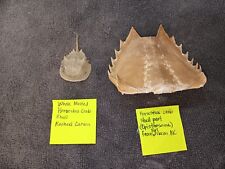 Horseshoe crab shells for sale  Wellsville