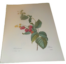 Redoute botanical prints for sale  Mayer