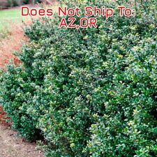 Japanese holly live for sale  Fort Mill