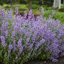 Cat meow catmint for sale  Hiawatha
