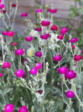 Lychnis coronaria plug for sale  HERTFORD