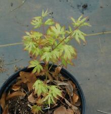 Japanese maple white for sale  Enoree