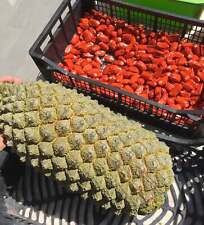 Encephalartos trispinosus SEEDS, used for sale  Shipping to South Africa