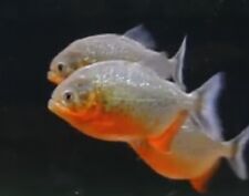 Red belly piranha for sale  Raymond