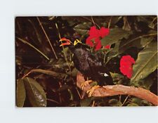 Postcard jungle jim for sale  Almond