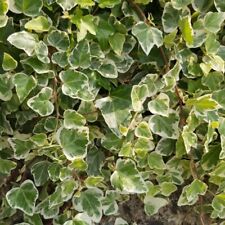 Hedera helix ivy for sale  ABINGDON