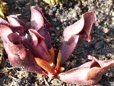Seeds sarracenia purpurea for sale  Shipping to Ireland