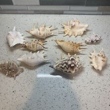 spider conch for sale  Las Vegas