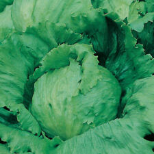 Iceberg lettuce seeds for sale  PEEBLES