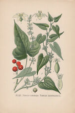 Schmerwurz (Dioscorea Communis) Chromo-Lithographie From 1891 Lady's-seal for sale  Shipping to South Africa
