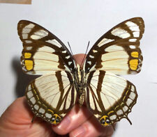 CHARAXES NOBILIS NOBILIS ***** FEMALE *****Central African Republic for sale  Shipping to South Africa