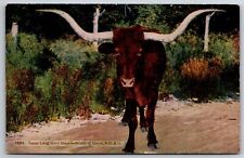 Animals texas long for sale  Newton