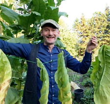 golden virginia tabak gebraucht kaufen  Gardelegen