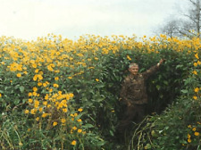 Jerusalem artichoke tubers for sale  MANCHESTER