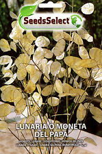 Semi seeds lunaria usato  Morra De Sanctis
