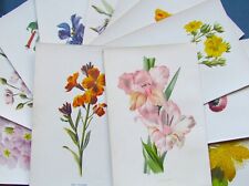 Antique botanical prints for sale  BRISTOL