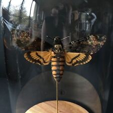Papillon sphinx acherontia d'occasion  Expédié en France
