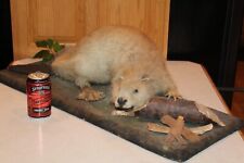 Taxidermy busy beaver for sale  Brandon