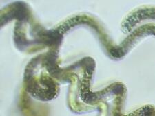 Spirulina live phytoplankton for sale  Hazelwood