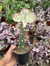 Coral cactus rare for sale  Garden Grove