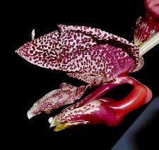 Coryanthes hybrid red for sale  Shipping to Ireland