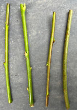 Willow cuttings approx for sale  DERBY