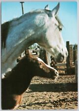 Cartão postal vintage Tucson Arizona cavalo mãe e potro rancho garanhão branco comprar usado  Enviando para Brazil