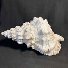 Giant conch shell for sale  BANBURY