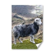 Herdwick sheep mountain for sale  SELBY
