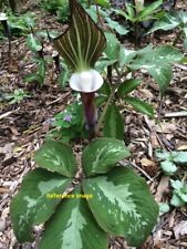 Arisaema sikokianum bulb for sale  Bristol