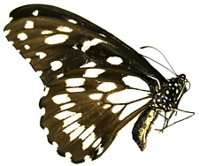 Insect Butterfly Papilionoidea Papilio rex schultzei! - Rare! 0101 REX SCH 21, used for sale  Shipping to South Africa